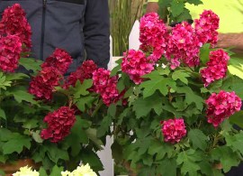 ruby slippers dwarf oakleaf hydrangeamaxresdefault